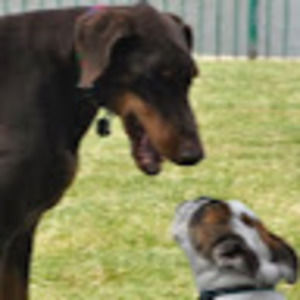 Meet your Posher, Donna